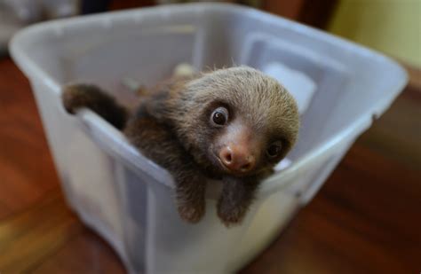 Sloth Sanctuary Raises Awareness — Slowly — About The Worlds Most