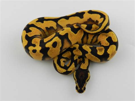 Fire Orange Dream Yellow Belly Morph List World Of Ball Pythons