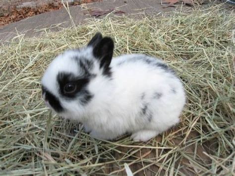 The Polish Rabbit Is A Small Size Rabbit Breed That Is Mainly Utilized