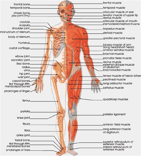 Attached to the bones of the skeletal system are about 700 named muscles that make up roughly half of a person's body weight. ergonomics, muscle identification, bone identification