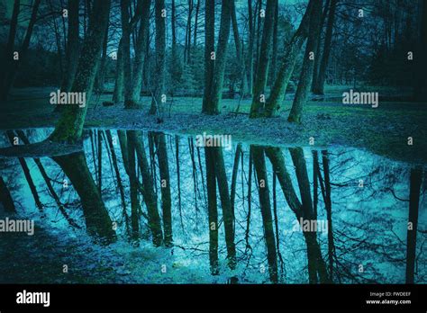Mysterious Dark Forest At Night With Fog And Moonlight Hi Res Stock