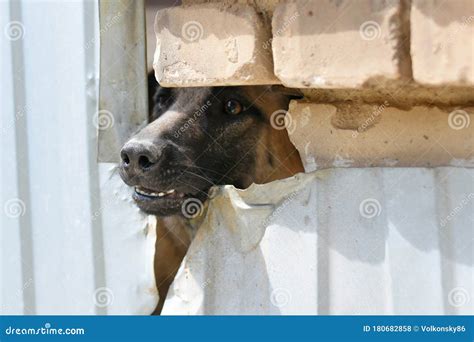 The Dog Stuck His Nose Into The Hole In The Fence Stock Photo Image