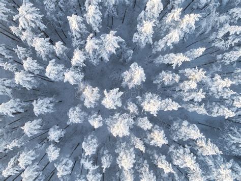 Aerial View Of A Winter Snow Covered Pine Forest Winter Forest Texture