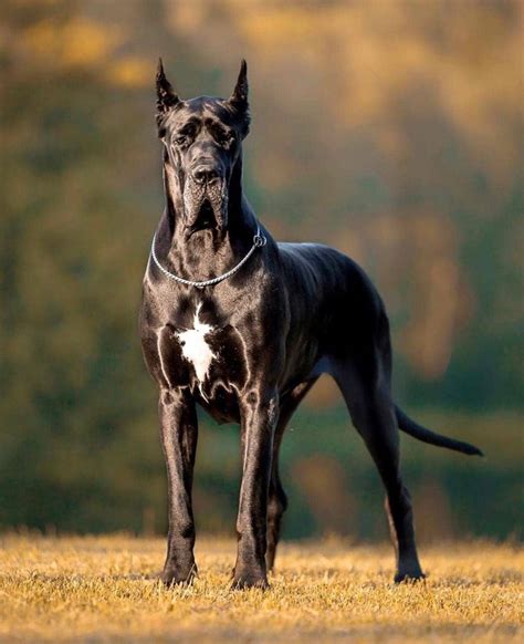 17 Interesting Facts About Great Danes You Probably Didnt Know Pet
