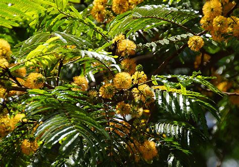árbol En Medellin Flores Amarillas