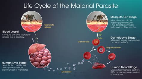 Life Cycle Malaria Parasite Ppt Image Result For Malaria Life Cycle