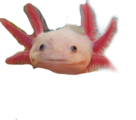 Download Axolotl Sticker Stuffed Toy Clipart Png Download Pikpng