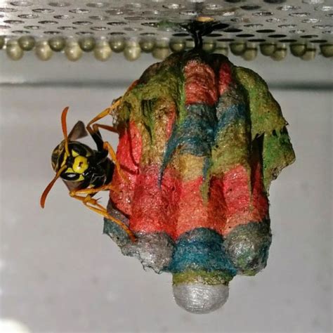 Busy Wasps Build Beautiful Rainbow Nest Using Colorful Construction
