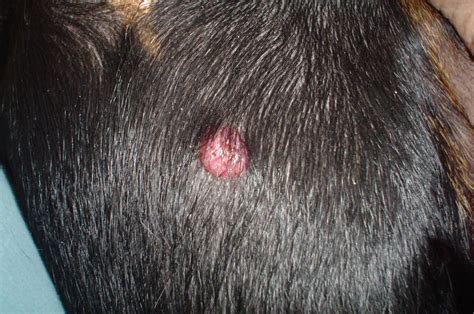 9040d1267310196 Histiocytoma Dsc05053 Dog Skin Problem Dog Skin Dog Leg