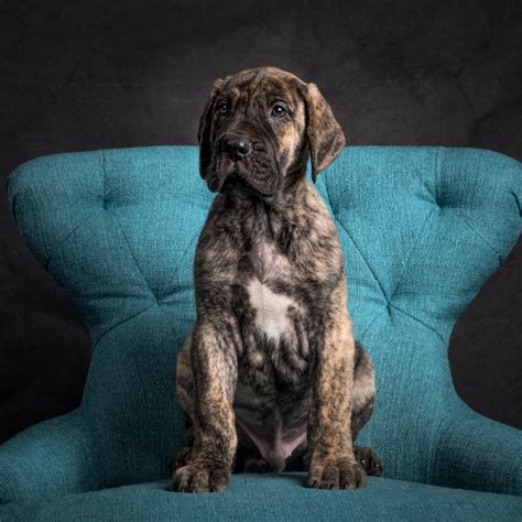 Harbor lane dane breeders chose specific parents for their pups. Great Dane Puppies! VA Dog Photographer