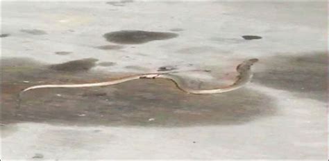 Watch Panic As Snake Spotted At New Islamabad Airport Latest News