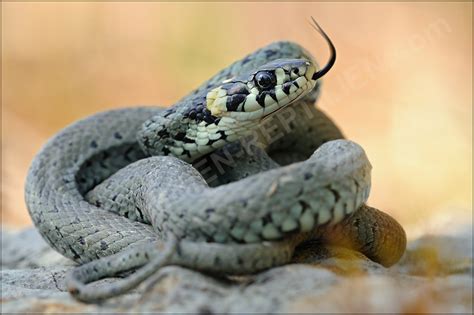 The barred grass snake, natrix helvetica, was split off as a separate species in 2017. Ringelnatter (Natrix natrix) - Amphibien und Reptilien