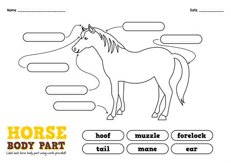 8 Points Of The Horse Worksheet Free Pdf At