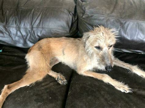 Lurcher For Sale In Uk 41 Second Hand Lurchers