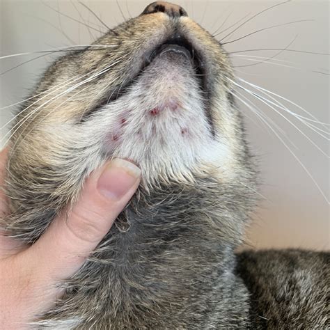 My Cat Had Some Bad Acne A While Back Rpopping
