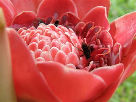 Searching For Nectar At Catie Botanical Garden Turrialba Cherie Stafford Flickr