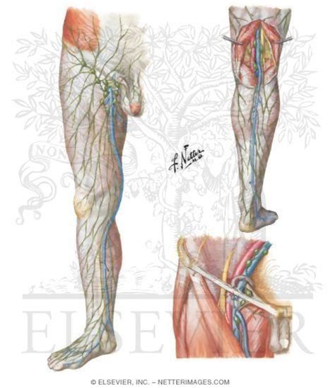 Lymph Vessels And Nodes Of Lower Limb Lower Limb Lymph Vessels Limb