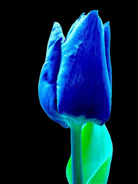 Blue Tulip From Nederland By Paolobauzon Via Flickr Amazing Flowers