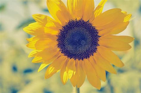 Sunflower On A Sunny Day Close Up Color Photo Stock Photo Image Of