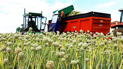 Modern Agriculture Harvest Technology Onion Seed Green Onion Tomato Harvesting Machine