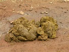 Dung Beetles – For Cleaning Up Dog Droppings | Walter Reeves: The ...