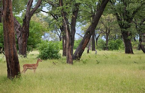 Botswana Wet Season Photos Award Winning Images And Pictures