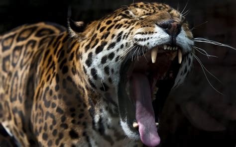 Jaguars release te tim tebow. cats, Jaguars, Roar, Animals, Jaguar, Cat Wallpapers HD ...