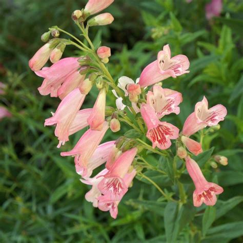 Penstemon Hewell Pink Bedder Galane Vivace Très Florifère Aux Fleurs