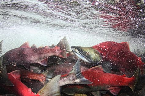 The Sockeye Salmons Last Swim The New York Times