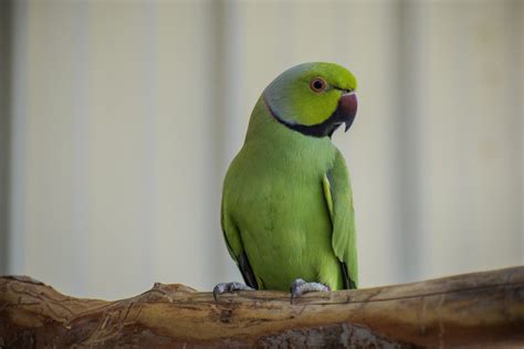 Tiki Male African Ringneck Parakeet Exotic Avian Sanctuary Of Tennessee
