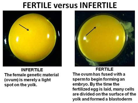 Fertilized eggs will have dark splotches in them, or might be entirely opaque, depending on the stage of development of the chick. Can you tell if an egg is fertilized