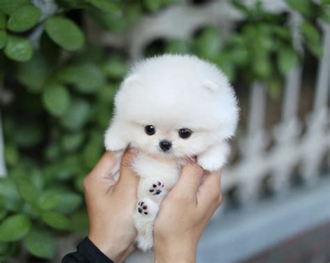 Teacup Puppies For Sale Teacup Puppy Miniature Toy Dogs Foufou