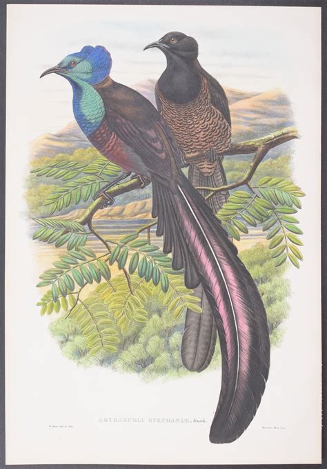 Sold Price Sharpe And Gould Princess Stephanies Bird Of Paradise