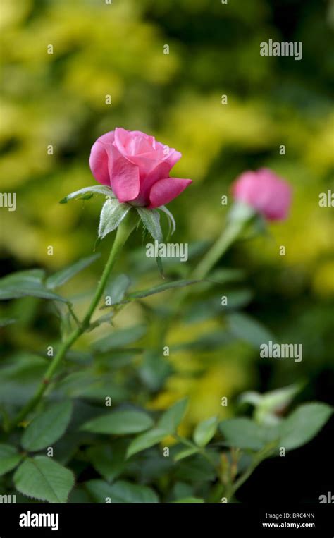 Pink Miniature Rose Stock Photo Alamy