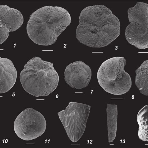2 Paleogene Zonation Of Larger Foraminifera With Selected Taxa