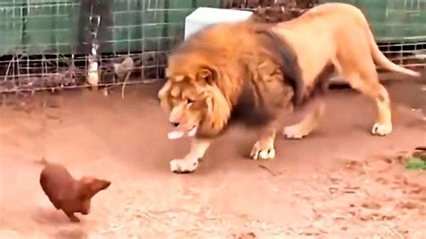 ライオンの檻に犬が入れられました。そこで起こったことは、人々を驚かせました。 Youtubeどうぶつ動画まとめch