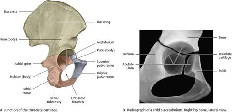 Right Hip Bone Medial View