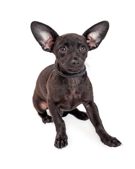 Cane Dell Incrocio Della Chihuahua Con Le Grandi Orecchie Fotografia Stock Immagine Di Incroci
