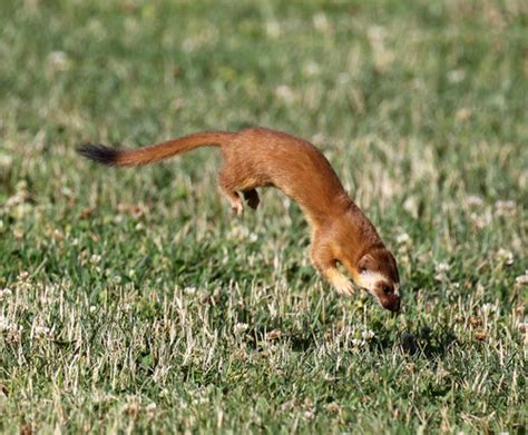 Long Tailed Weasel Wildlife And Wildflowers Of Texas Mammals