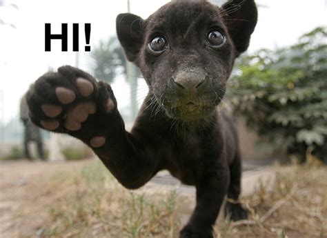 black jaguar animal ~ Geoweek's