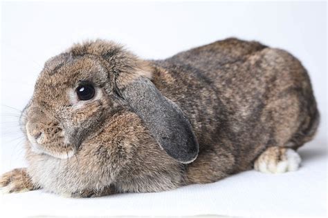 Holland Lop Rabbit Facts Lifespan Traits And Care With Pictures