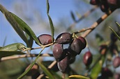 Olive branch Free Photo Download | FreeImages