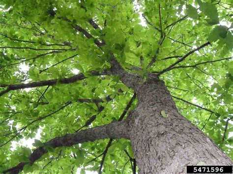 Arkansas Tree Database Swamp Chestnut Oak Basket Oak Cow Oak