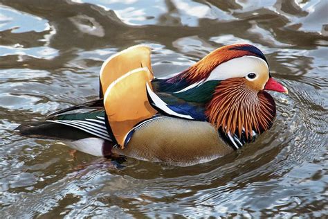 Colorful Mandarin Duck Of Central Park Nyc 2 Photograph By Bob