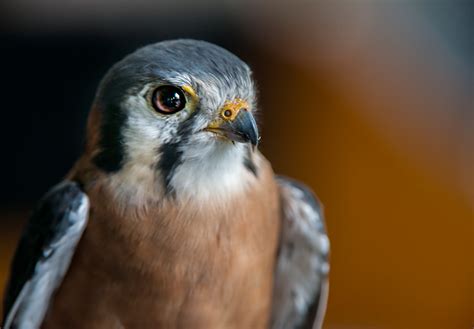 Audubon Bird Of Prey Center Photography Tips Firefall Photography
