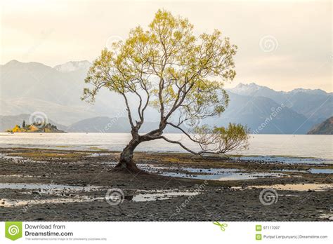 Lone Tree Of Lake Wanaka New Zealand Stock Image Image