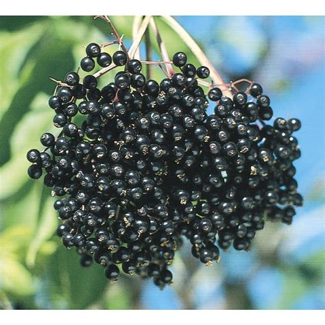 White Elderberry Accent Shrub In Pot With Soil L11330 At