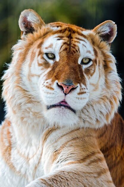 First Time To See A Golden Tabby Tiger Have To Say Its Quiet A