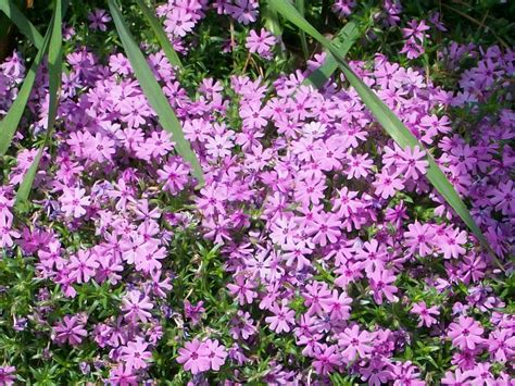 Free Photo Purple Spring Flower Flora Flower Garden Free
