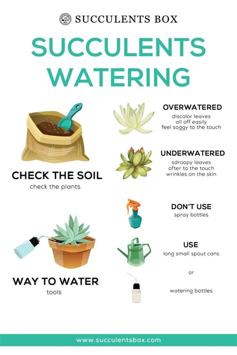 Infographic Succulents Watering Succulents Plants Plant Care